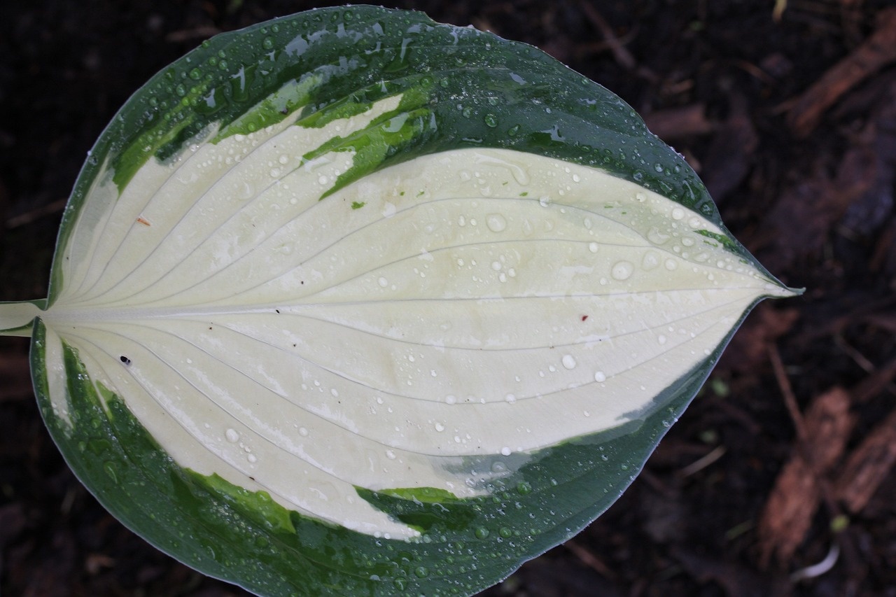 Soluzioni eco-sostenibili per giardini a basso consumo idrico